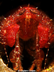 Urchin mantis shrimp by Cigdem Cooper 